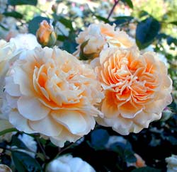 Rose 'Buff Beauty'